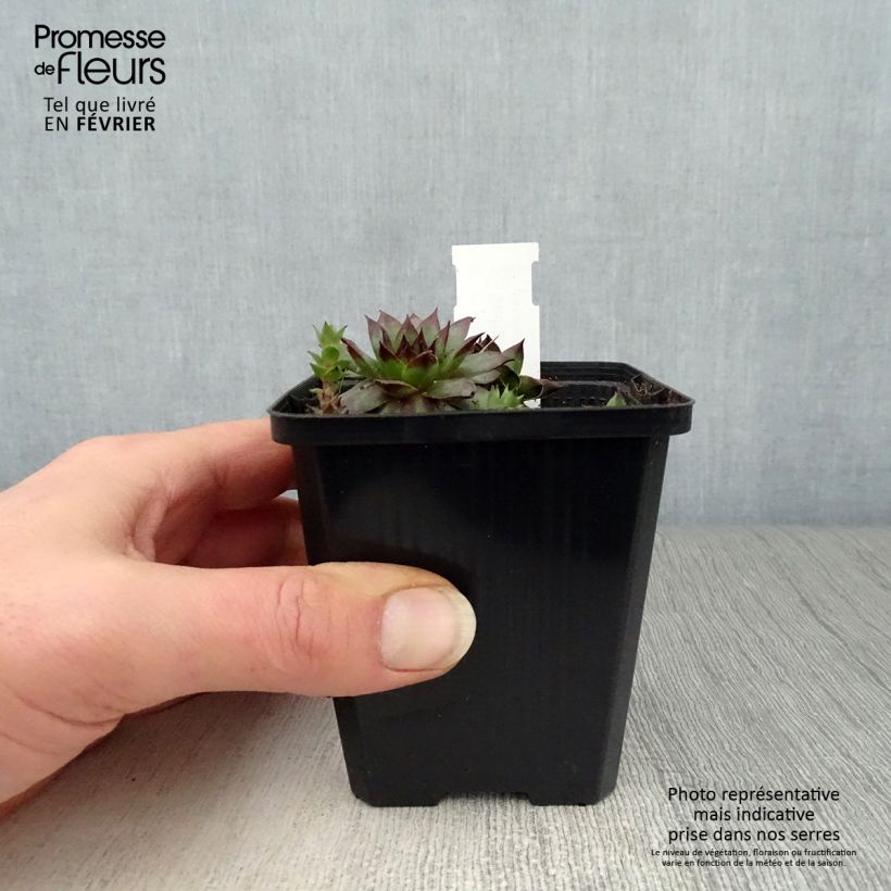Sempervivum Rubin Maceta de 8/9 cm Ejemplar entregado en invierno