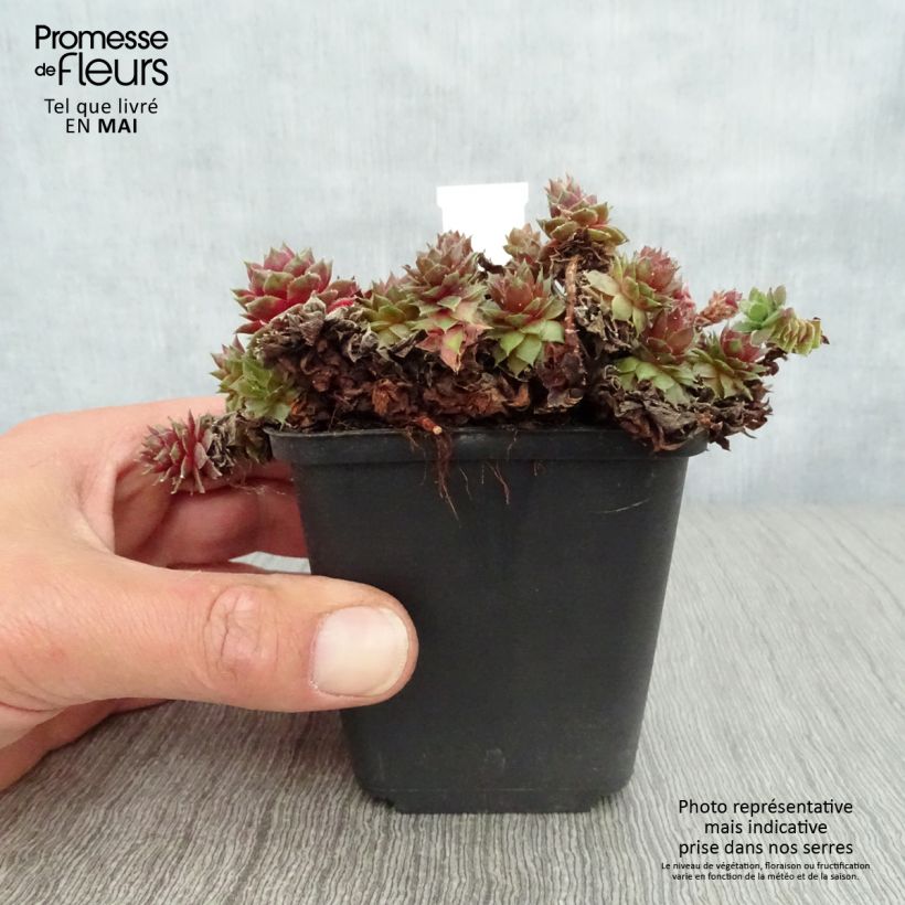 Sempervivum erythraeum Red Velvet Maceta de 8/9 cm Ejemplar entregado en la primavera