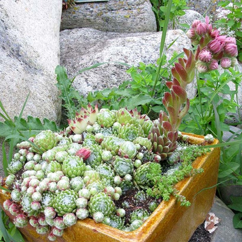 Sempervivum arachnoideum de arañas (Porte)