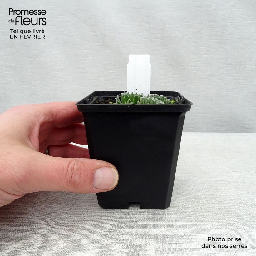 Sempervivum arachnoideum  de arañas Maceta de 8/9 cm Ejemplar entregado en invierno