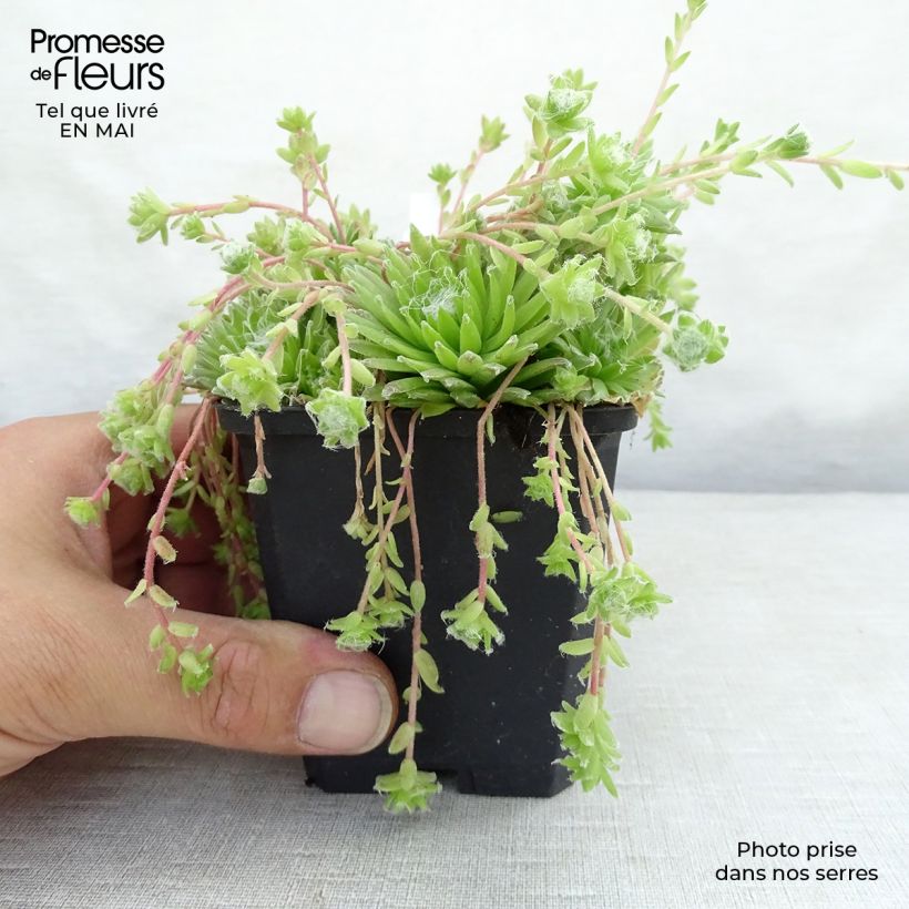 Sempervivum arachnoideum  de arañas Maceta de 8/9 cm Ejemplar entregado en la primavera