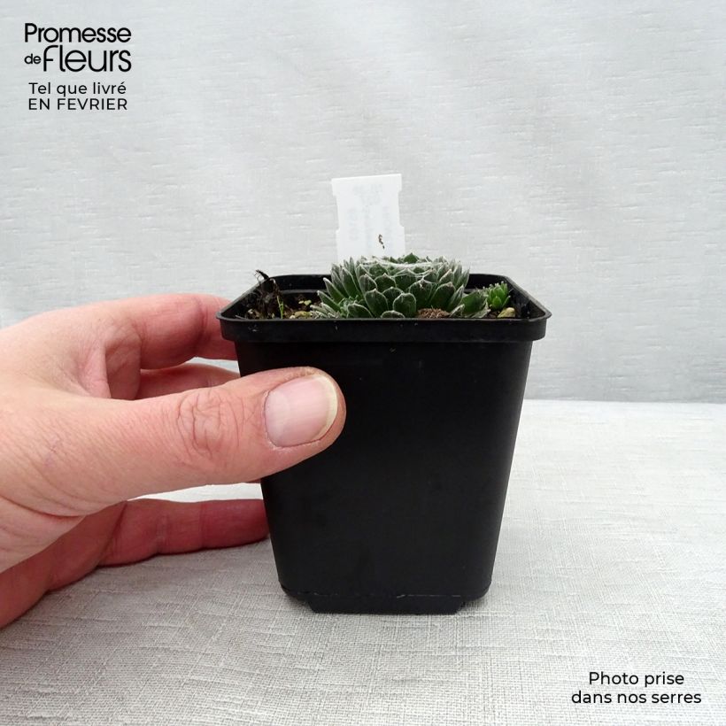 Sempervivum arachnoideum Rubrum  de arañas Maceta de 8/9 cm Ejemplar entregado en invierno