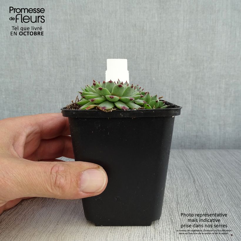 Ejemplar de Sempervivum calcareum Maceta de 8/9 cm entregado en otoño