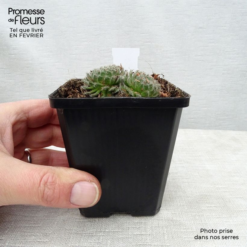 Sempervivum ciliosum var. borisii Maceta de 8/9 cm Ejemplar entregado en invierno