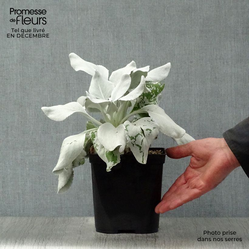 Senecio cineraria var. candicans Angel Wings - Cineraria gris Maceta 2L/3L Ejemplar entregado en invierno