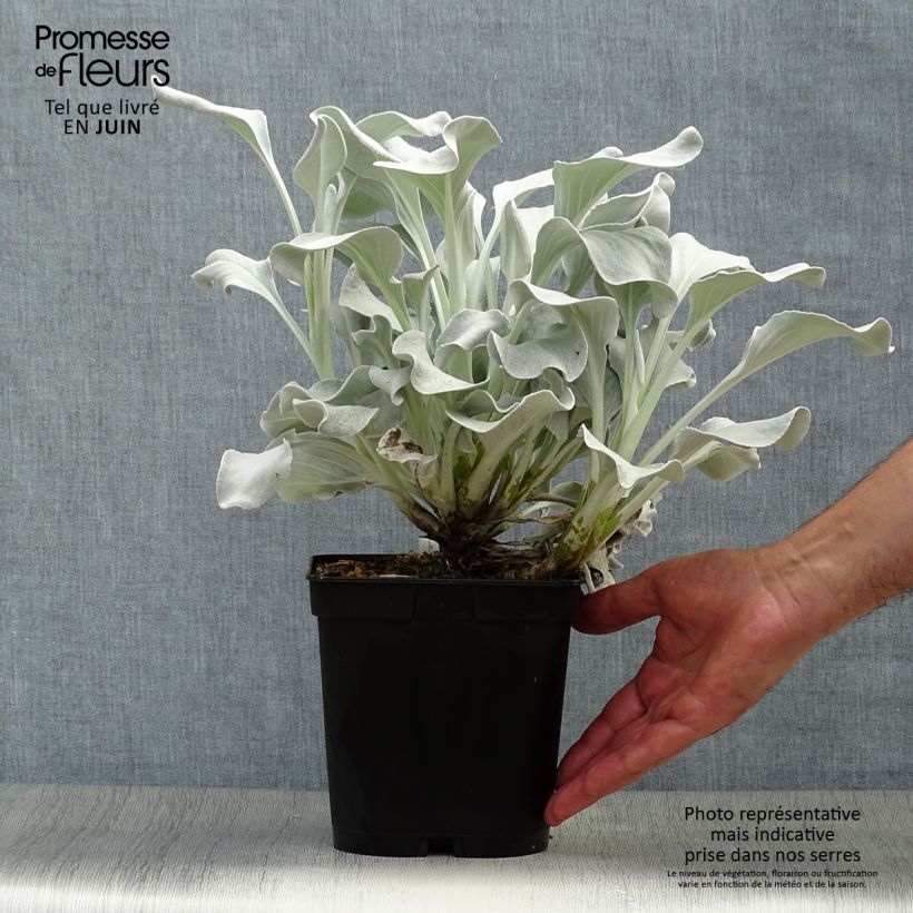 Ejemplar de Senecio cineraria var. candicans Angel Wings - Cineraria gris Maceta 2L/3L entregado en verano