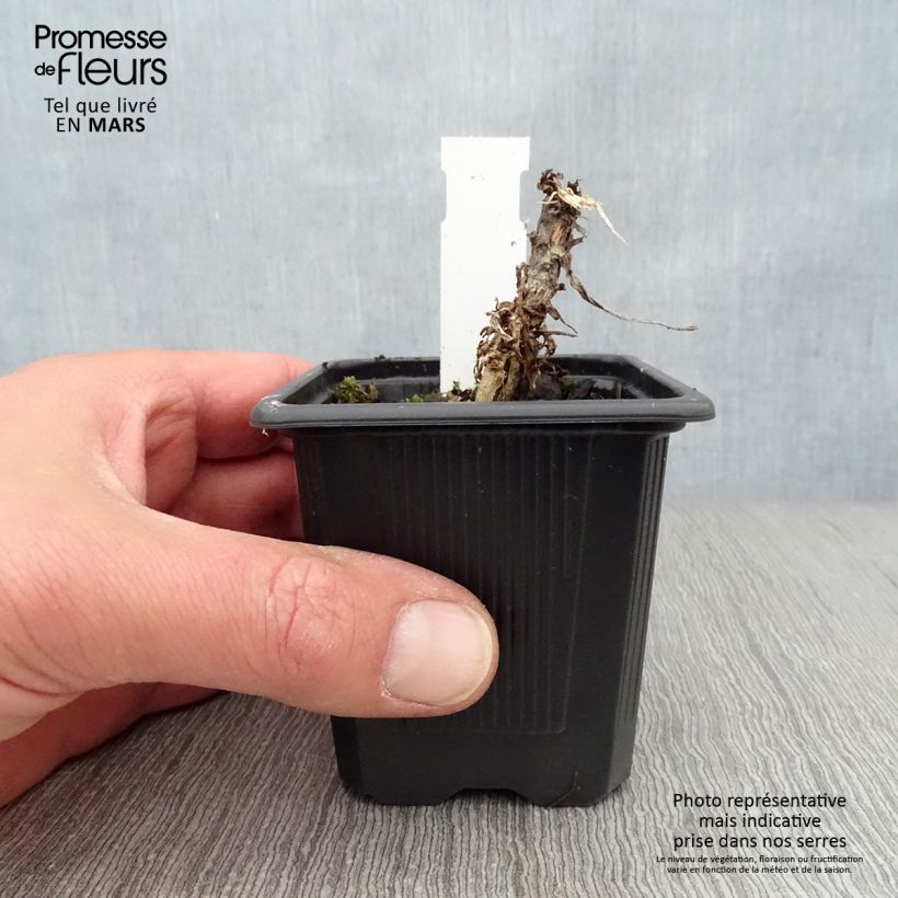 Senecio Donkey's Ears Maceta de 8/9 cm Ejemplar entregado en la primavera