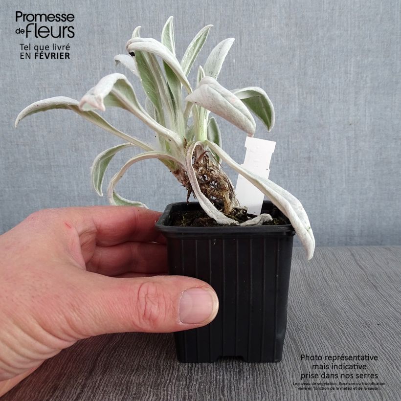 Senecio Donkey's Ears Maceta de 8/9 cm Ejemplar entregado en invierno