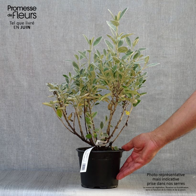 Ejemplar de Senecio greyi Sunshine Maceta 2L/3L entregado en verano