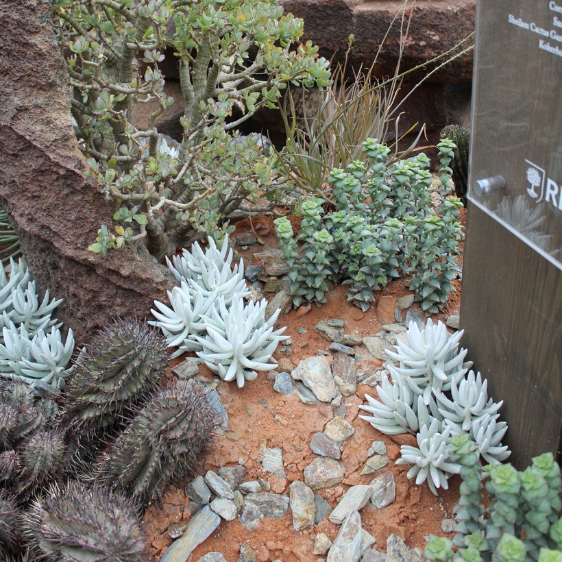 Senecio hawortii (Porte)