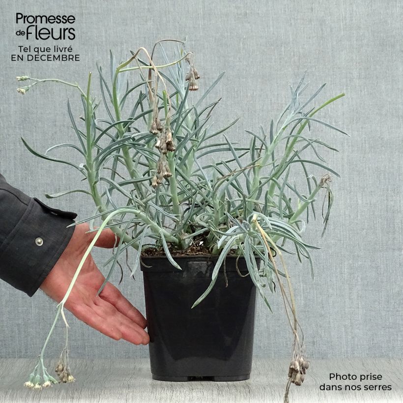 Senecio talinoides subsp. mandraliscae Maceta 2L/3L Ejemplar entregado en invierno