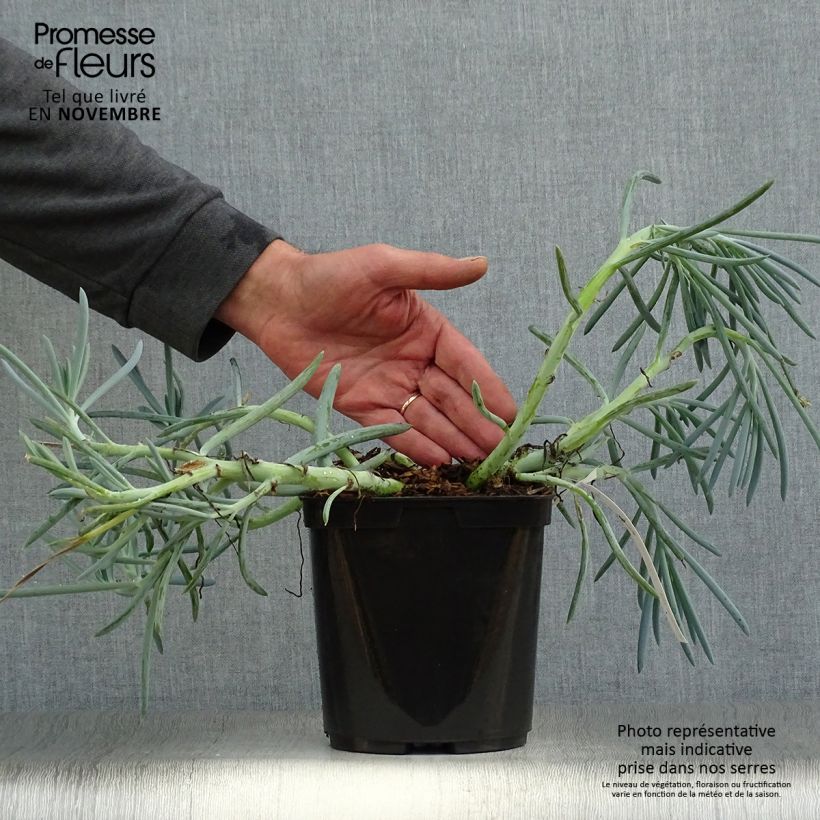 Ejemplar de Senecio talinoides subsp. mandraliscae Maceta 2L/3L entregado en otoño