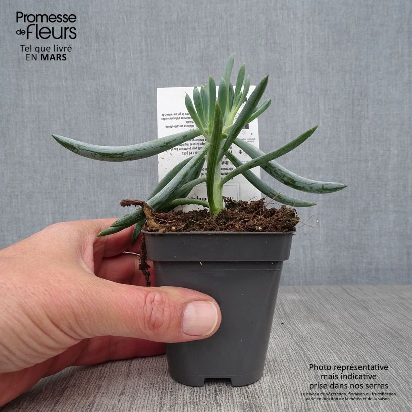 Senecio talinoides subsp. mandraliscae Maceta de 8/9 cm Ejemplar entregado en la primavera