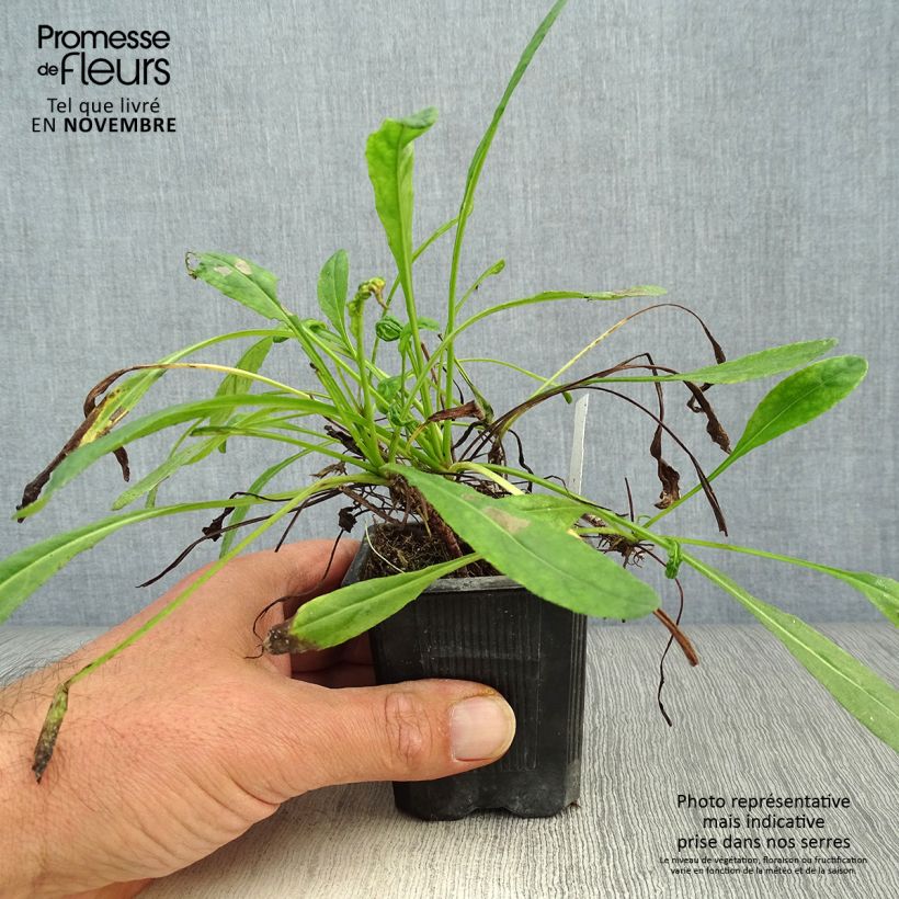 Ejemplar de Senecio polyodon Maceta de 8/9 cm entregado en otoño