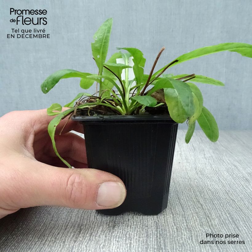 Senecio polyodon Maceta de 8/9 cm Ejemplar entregado en invierno