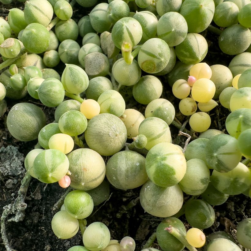 Senecio rowleyanus Variegata - Collier de perles (Follaje)