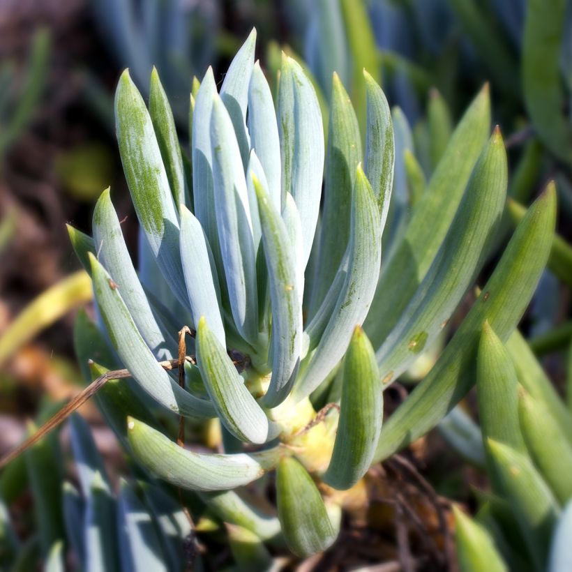 Senecio serpens (Follaje)