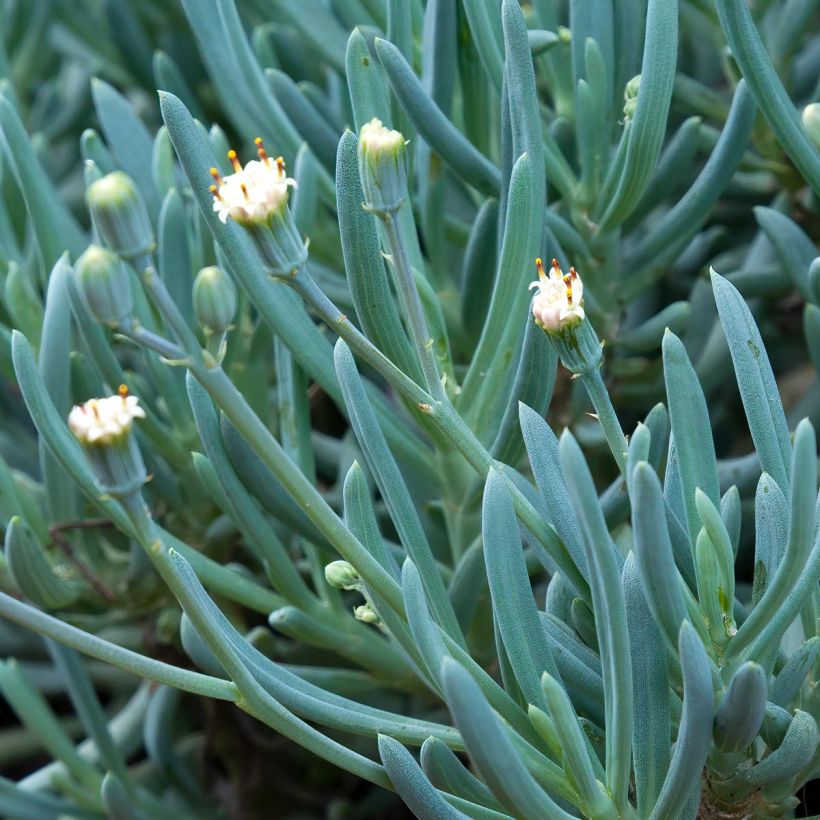 Senecio serpens (Floración)