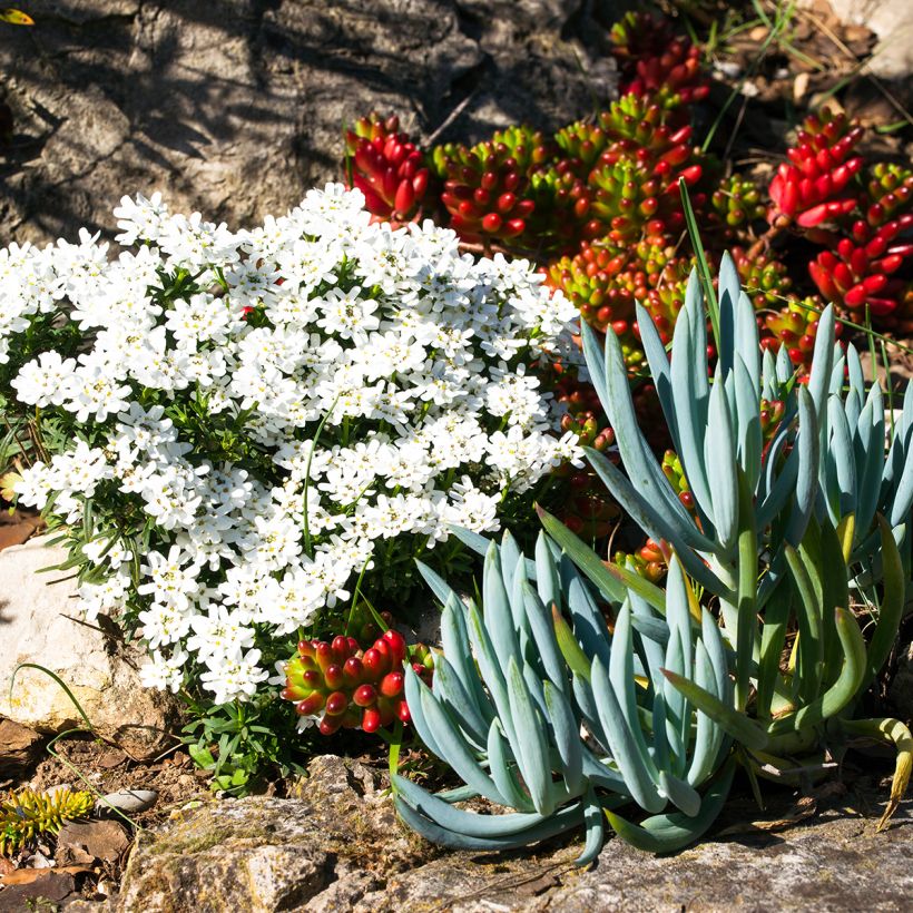 Senecio serpens (Porte)