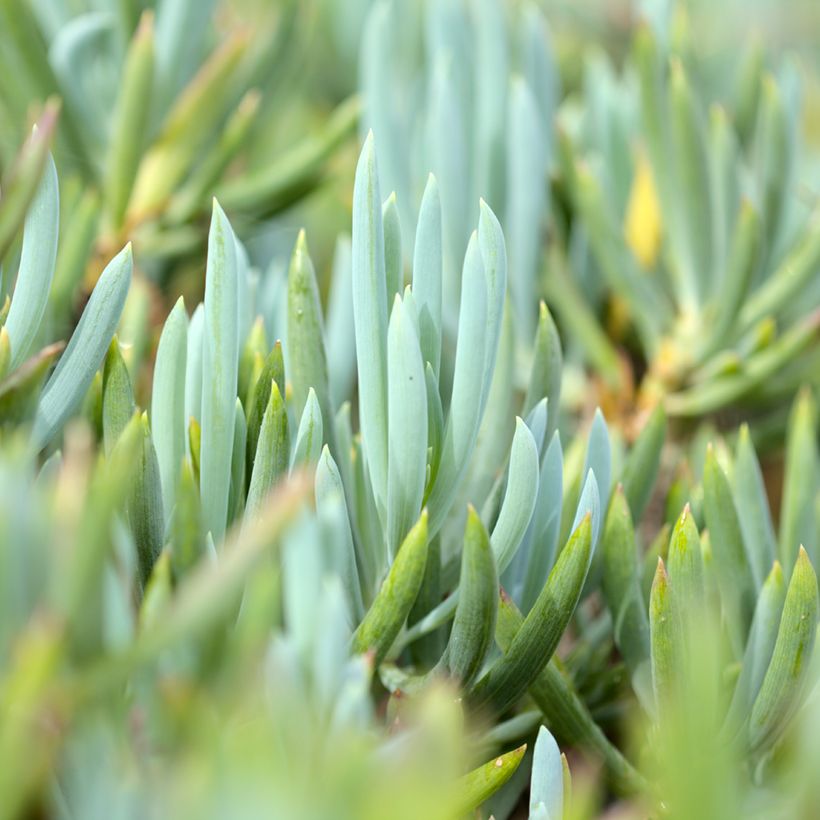 Senecio serpens Dwarf Blue (Follaje)