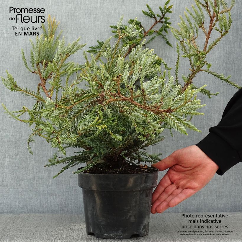 Sequoia sempervirens Adpressa - Secuoya Maceta 3L/4L Ejemplar entregado en invierno