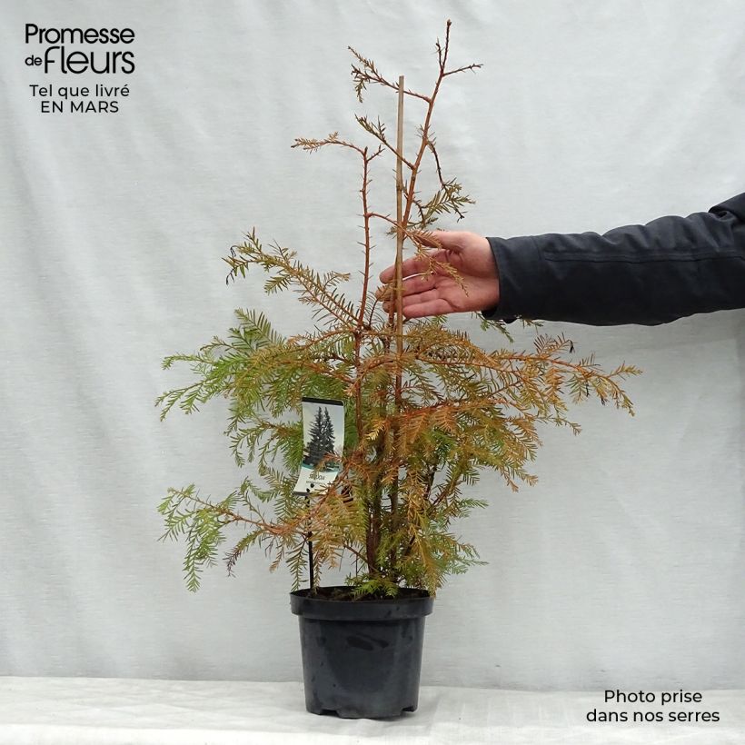 Sequoia sempervirens - Secuoya Maceta 3L/4L Ejemplar entregado en la primavera