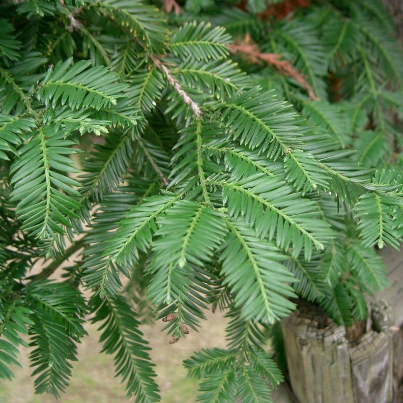 Sequoia sempervirens - Secuoya (Floración)