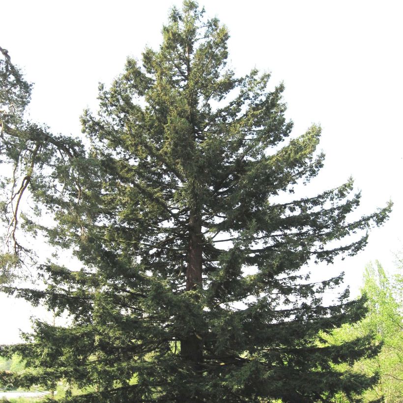 Sequoia sempervirens - Secuoya (Porte)
