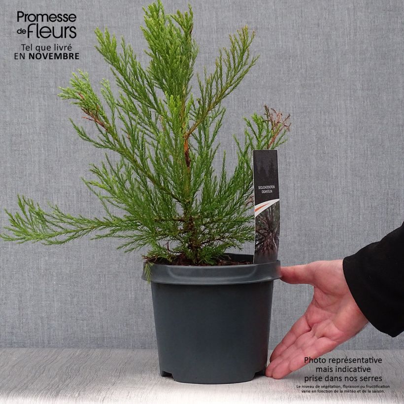 Ejemplar de Sequoiadendron giganteum - Secuoya gigante Maceta 2L/3L entregado en otoño