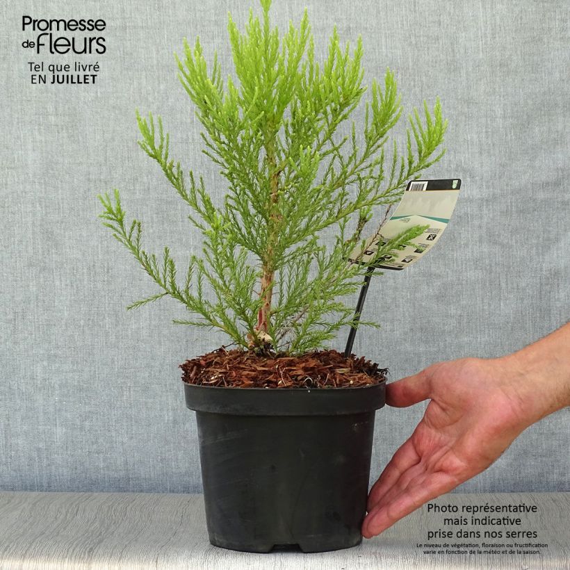 Ejemplar de Sequoiadendron giganteum - Secuoya gigante Maceta 2L/3L entregado en verano