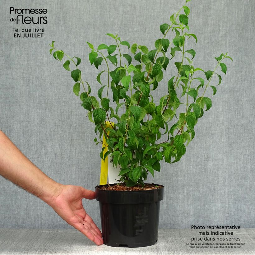 Ejemplar de Philadelphus Beauclerk - Celinda Maceta 2L/3L entregado en verano