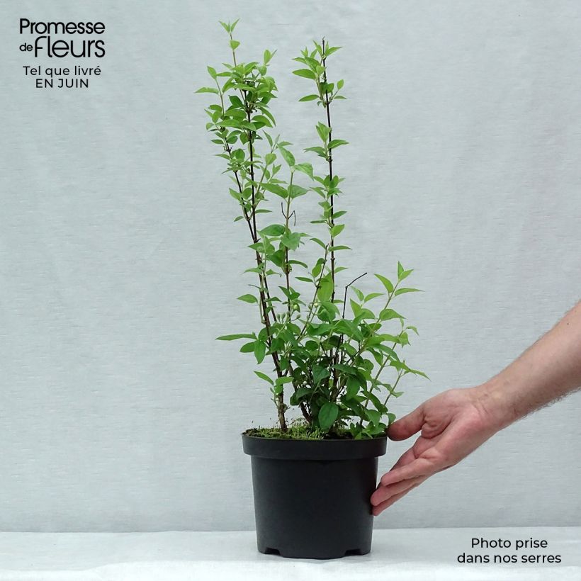 Ejemplar de Philadelphus Frosty Morn - Celinda Maceta 3L/4L entregado en verano