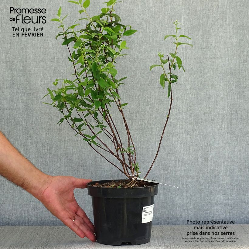 Ejemplar de Philadelphus Snowbelle - Celinda Maceta 2L/3L entregado en otoño