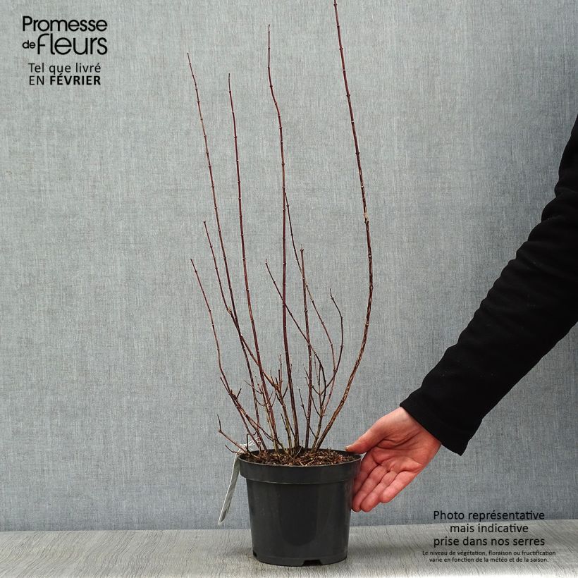 Philadelphus Snowbelle - Celinda Maceta 2L/3L Ejemplar entregado en invierno