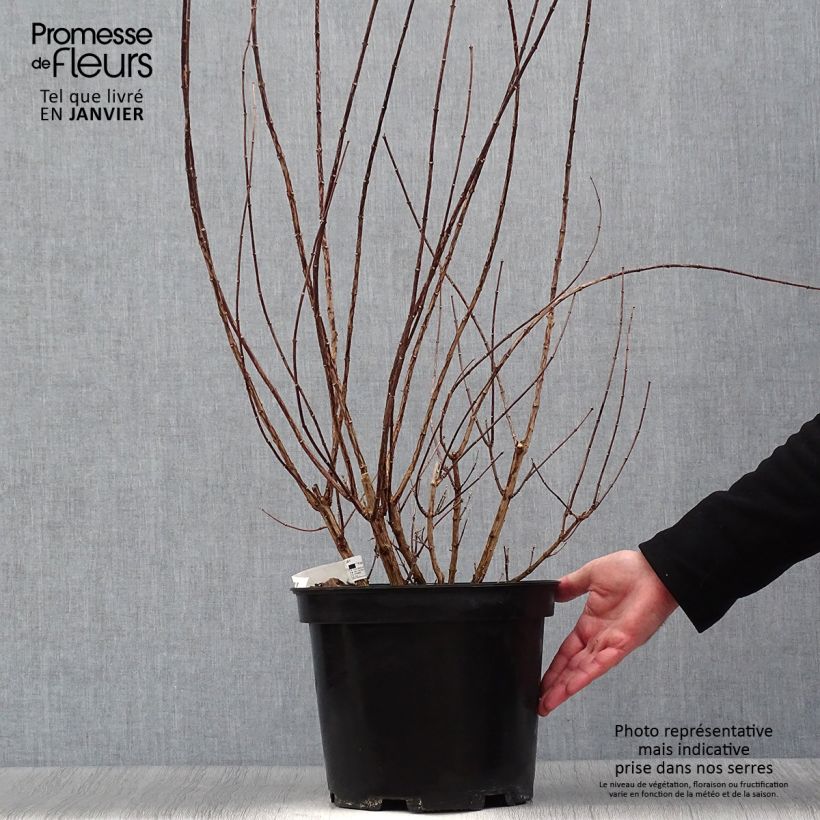 Philadelphus Snowbelle - Celinda Maceta 7,5L/10L Ejemplar entregado en invierno