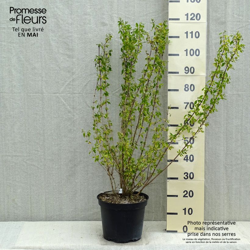 Philadelphus Snowbelle - Celinda Maceta 7,5L/10L Ejemplar entregado en la primavera
