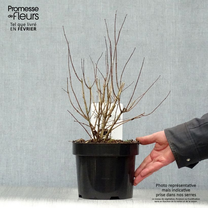 Philadelphus virginalis Albâtre - Celinda Maceta 3L/4L Ejemplar entregado en invierno