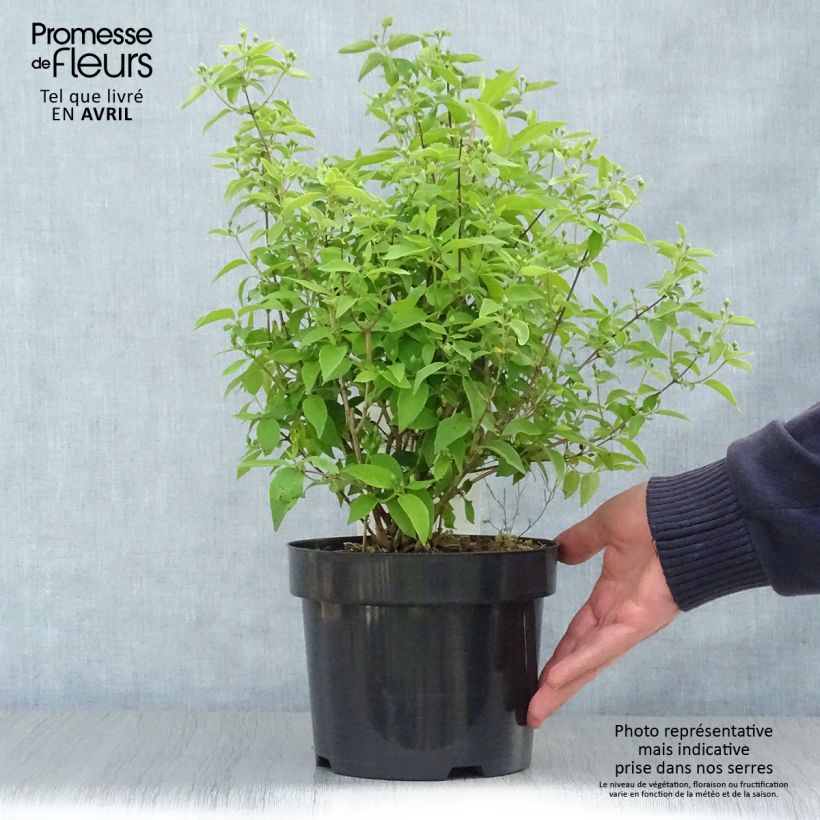 Philadelphus virginalis Albâtre - Celinda Maceta 3L/4L Ejemplar entregado en la primavera