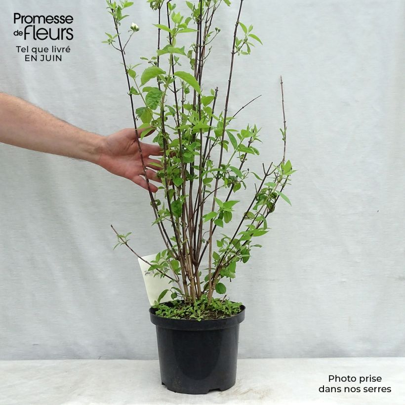 Ejemplar de Philadelphus virginalis Natchez - Celinda Maceta 4L/5L entregado en verano