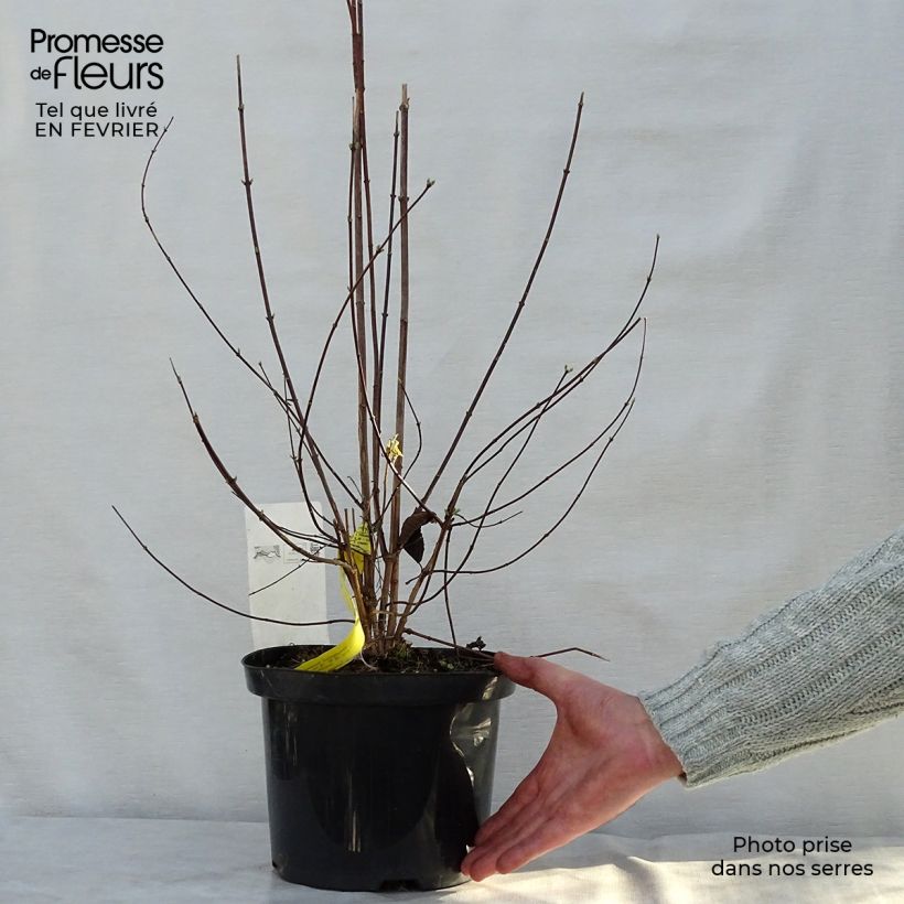 Philadelphus virginalis Natchez - Celinda Maceta 4L/5L Ejemplar entregado en invierno