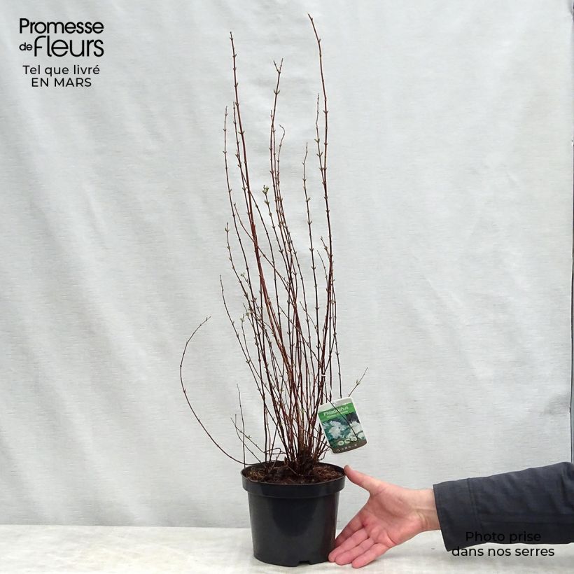Philadelphus lemoinei Manteau d'Hermine - Celinda Maceta 3L/4L Ejemplar entregado en la primavera
