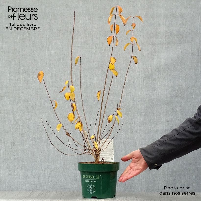 Philadelphus lemoinei Innocence - Celinda Maceta 3L/4L Ejemplar entregado en invierno