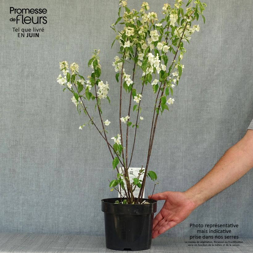 Ejemplar de Philadelphus lemoinei Innocence - Celinda Maceta 3L/4L entregado en verano