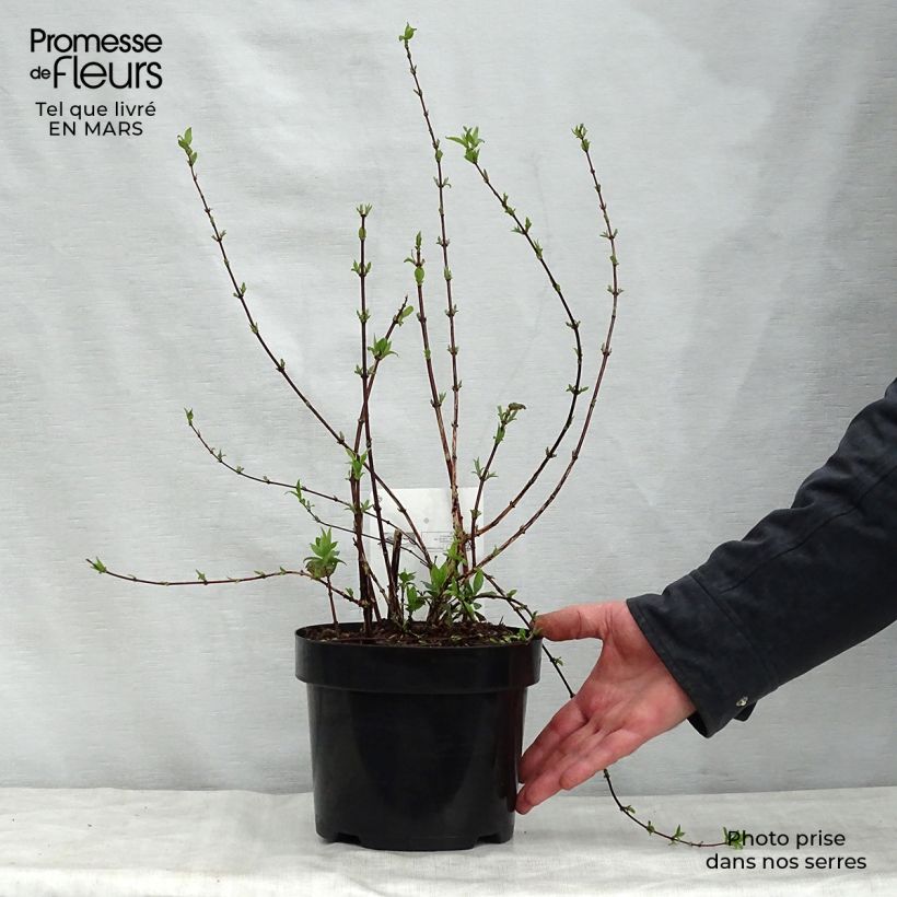 Philadelphus Belle Etoile - Celinda Maceta 3L/4L Ejemplar entregado en la primavera