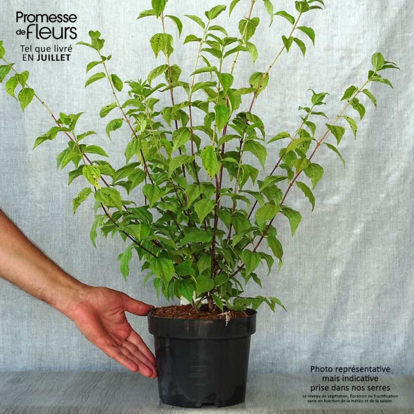 Ejemplar de Philadelphus Belle Etoile - Celinda Maceta 3L/4L entregado en verano