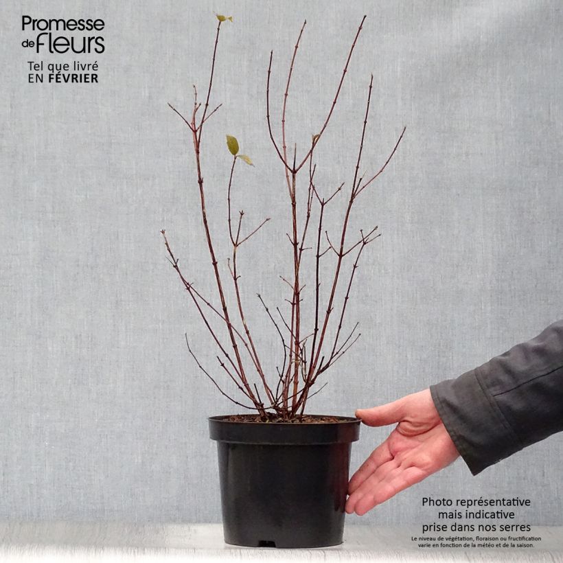 Philadelphus Belle Etoile - Celinda Maceta 3L/4L Ejemplar entregado en invierno