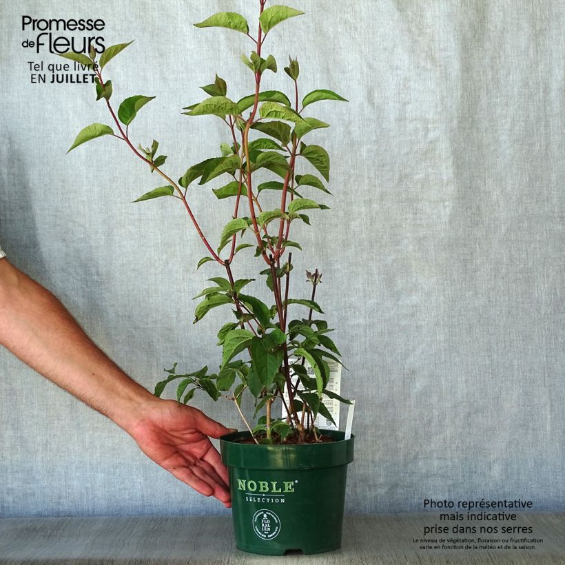 Ejemplar de Philadelphus Starbright - Celinda Maceta 3L/4L entregado en verano