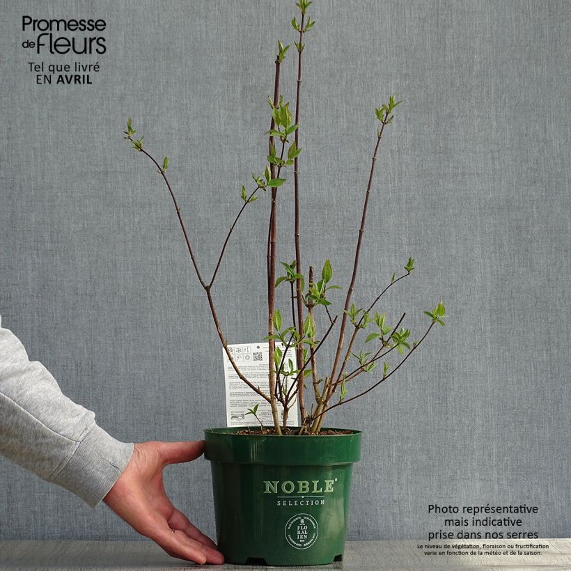 Philadelphus Starbright - Celinda Maceta 3L/4L Ejemplar entregado en la primavera