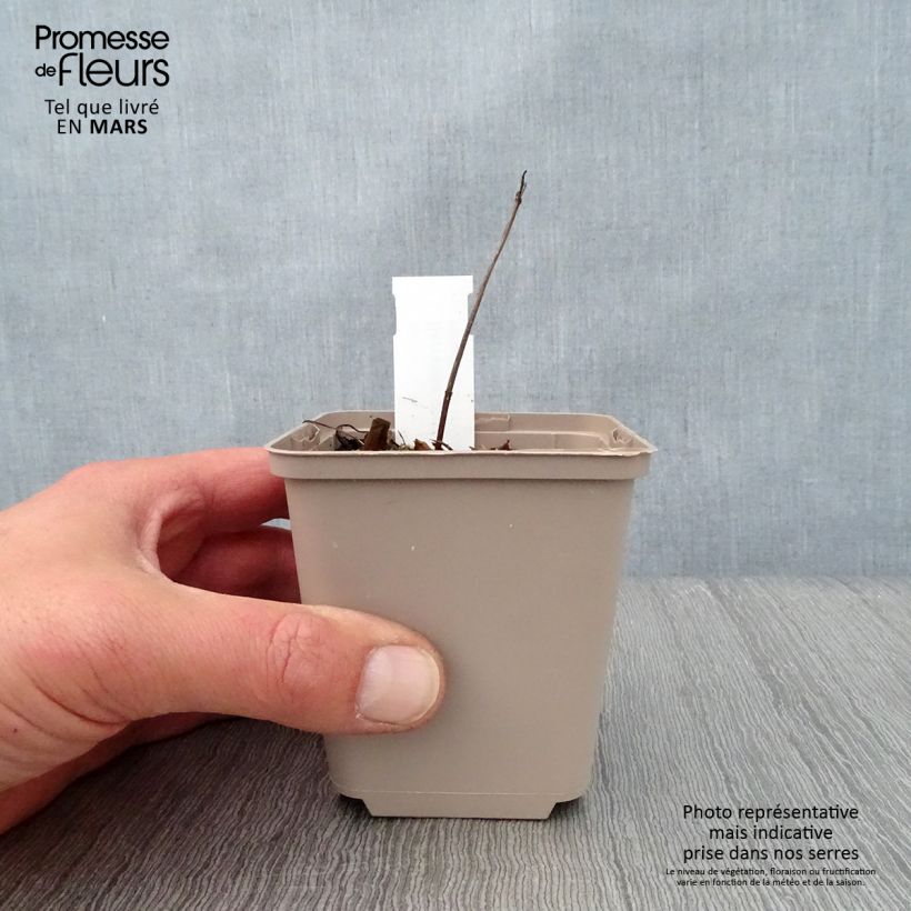 Serratula tinctoria ssp seoanei Maceta de 8/9 cm Ejemplar entregado en la primavera