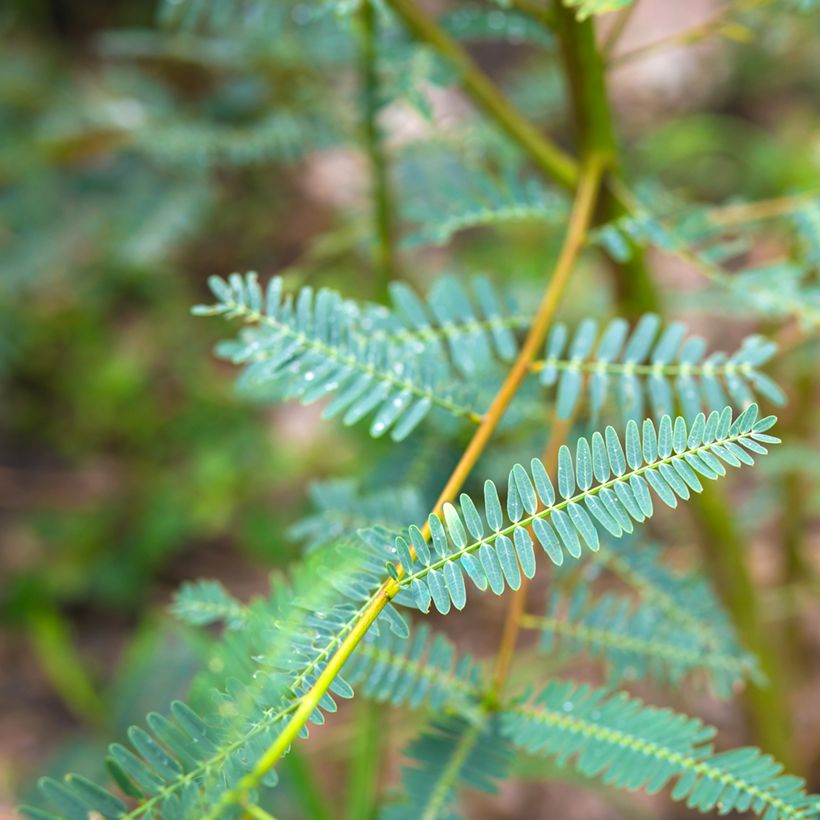 Sesbania javanica  (Follaje)